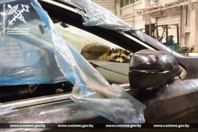 Фотофакт. В прибывшем из США в Беларусь автомобиле таможенники нашли енота